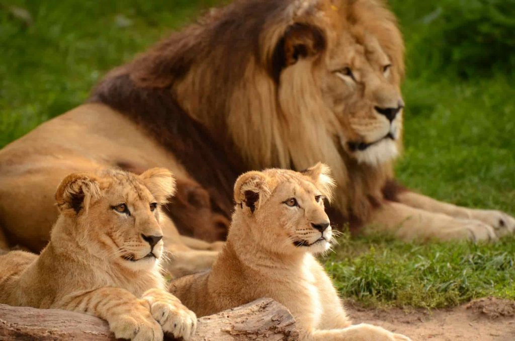 Illustration of the reason man was created showing a male lion with two cubs representing man (God's cub) needing to mature in identity - used for Sabbath rest meaning blog post